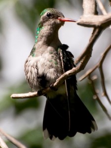 Picaflor común/Glittering-bellied Emerald