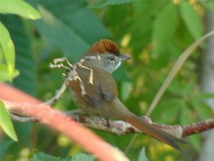 Pijuí frente gris/Sooty-fronted Spinetail