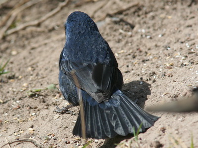 Reinamora grande/Ultramarine Grosbeak Reinamora grande/Ultramarine Grosbeak
