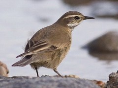 Remolinera común/Bar-winged Cinclodes
