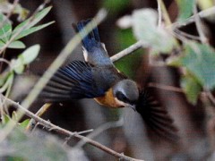 Saíra de antifaz/Fawn-breasted Tanager