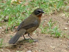 Sietevestidos/Black-and-rufous Warbling-Finch