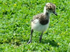 Tero común/Southern Lapwing