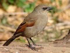 Tordo músico/Bay-winged Cowbird
