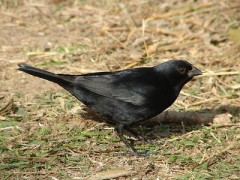 Tordo pico corto/Screaming Cowbird