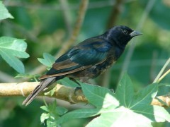 Tordo renegrido/Shiny Cowbird