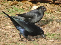 Tordos renegrido y pico corto/Shiny and Screaming Cowbird