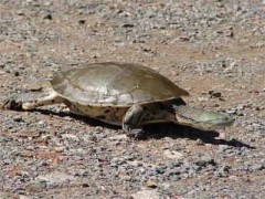 Tortuga de laguna/Side-necked Turtle
