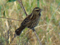 Varillero ala amarilla/Yellow-winged Blackbird