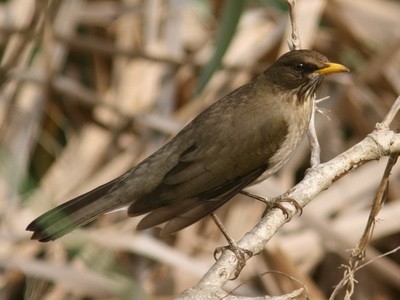 Zorzal chalchalero/Creamy-bellied Thrush Zorzal chalchalero/Creamy-bellied Thrush