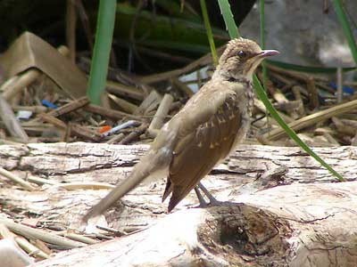 Zorzal chalchalero/Creamy-bellied Thrush Zorzal chalchalero/Creamy-bellied Thrush