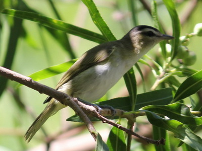 Chiví común/Red-eyed Vireo Chiví común/Red-eyed Vireo