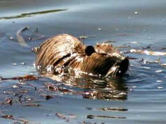 Coipo/Coypu