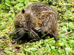 Coipo/Coypu