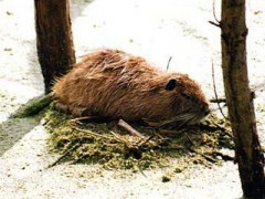 Coipo/Coypu