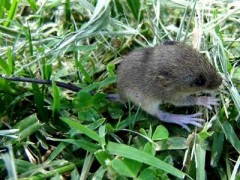 Colilargo menor/Yellow Pygmy Rice Rat