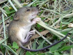 Colilargo menor/Yellow Pygmy Rice Rat