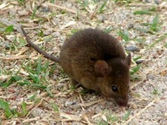 Colilargo menor/Yellow Pygmy Rice Rat