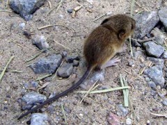 Colilargo menor/Yellow Pygmy Rice Rat