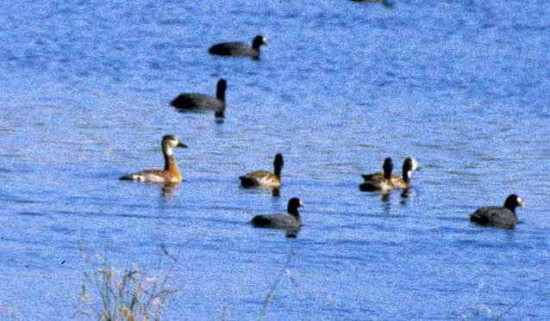 Pato híbrido/Hybrid duck