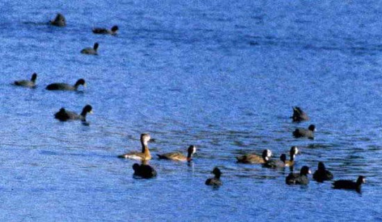 Pato híbrido/Hybrid duck