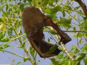 Murciélago escarchado/Hoary Bat Murciélago escarchado/Hoary Bat