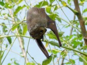 Murciélago escarchado/Hoary Bat Murciélago escarchado/Hoary Bat