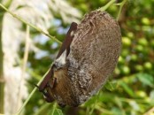 Murciélago escarchado/Hoary Bat Murciélago escarchado/Hoary Bat