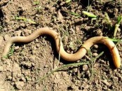 Viborita ciega/Worm Lizard