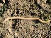 Viborita ciega/Worm Lizard