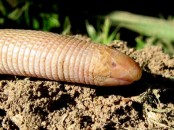 Viborita ciega/Worm Lizard