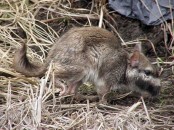 Vizcacha/Plains Viscacha