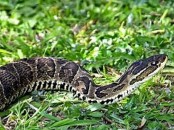 Yarará grande/Urutu Pit Viper
