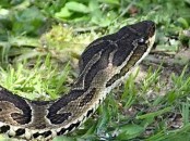 Yarará grande/Urutu Pit Viper