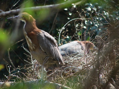 Hocó colorado/Rufescent Tiger-Heron Hocó colorado/Rufescent Tiger-Heron