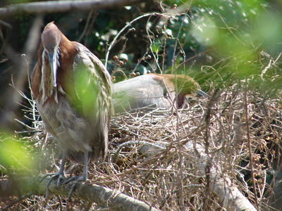 Hocó colorado/Rufescent Tiger-Heron Hocó colorado/Rufescent Tiger-Heron
