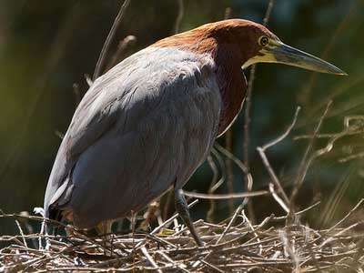 Hocó colorado/Rufescent Tiger-Heron Hocó colorado/Rufescent Tiger-Heron