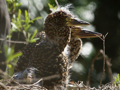 Hocó colorado/Rufescent Tiger-Heron Hocó colorado/Rufescent Tiger-Heron