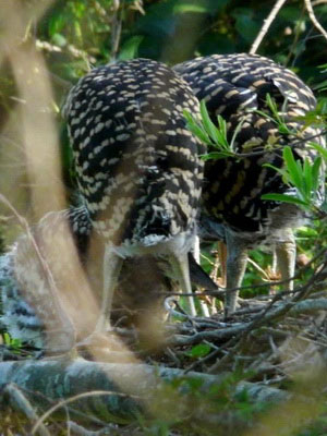 Hocó colorado/Rufescent Tiger-Heron Hocó colorado/Rufescent Tiger-Heron