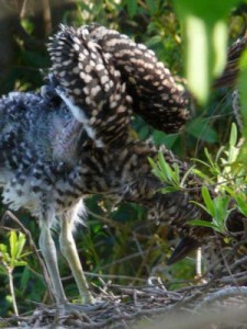 Hocó colorado/Rufescent Tiger-Heron Hocó colorado/Rufescent Tiger-Heron
