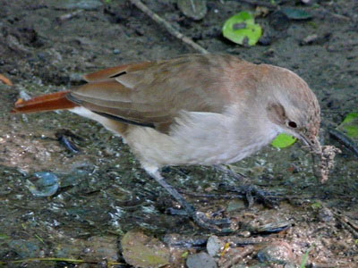 Hornero/Rufous Hornero Hornero/Rufous Hornero