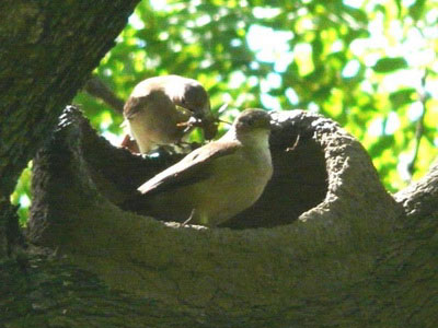 Hornero/Rufous Hornero Hornero/Rufous Hornero