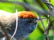 Pijuí plomizo/Chicli Spinetail