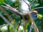 Pijuí plomizo/Chicli Spinetail