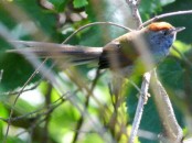 Pijuí plomizo/Chicli Spinetail