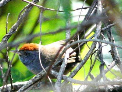 Pijuí plomizo/Chicli Spinetail Pijuí plomizo/Chicli Spinetail