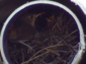 Ratona común/House Wren