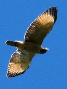 Taguató/Roadside Hawk Taguató/Roadside Hawk