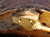 Tortuga de laguna/Side-necked Turtle