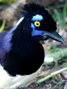 Urraca común/Plush-crested Jay Urraca común/Plush-crested Jay